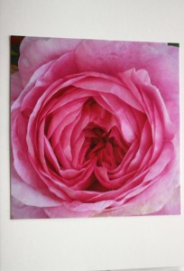 rose card